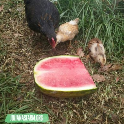 New chickens eating watermelon for first time