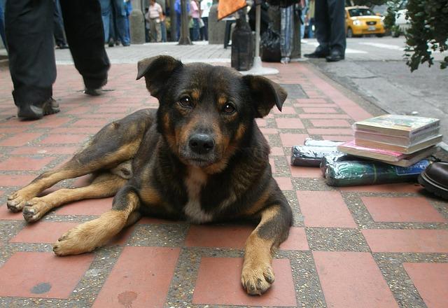 Five Ways You Can Help Stray Animals: dogs, cats and others.