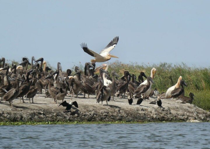 Birds in Senegal sanctuary