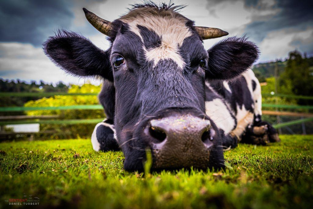 How you can help a farmed animals? Why you should help them? - Juliana's  Animal Sanctuary