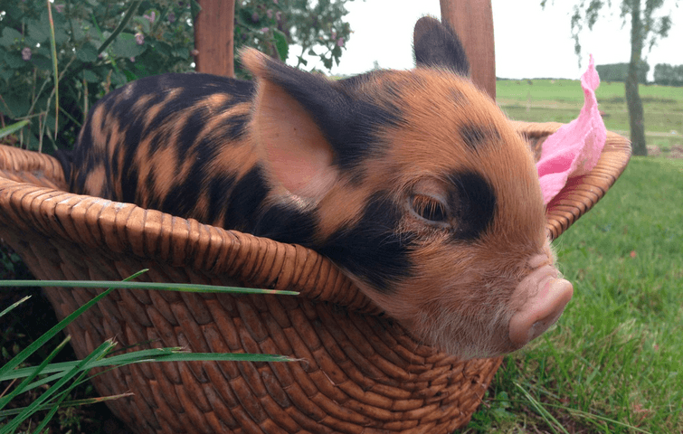 pig in the basket