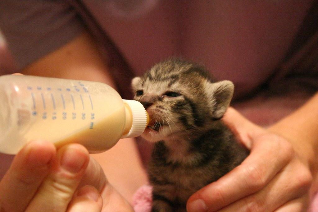 bottle-feeding kitten