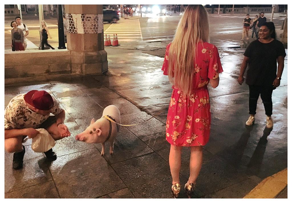 girl is walking with pig