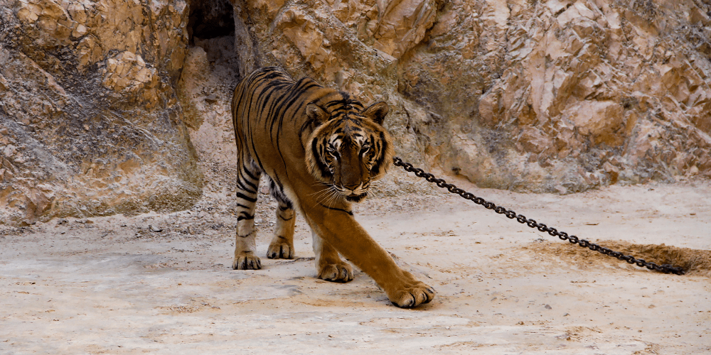 Zoos Vs Sanctuaries | Tips to Avoid Making Unethical Choices Abroad